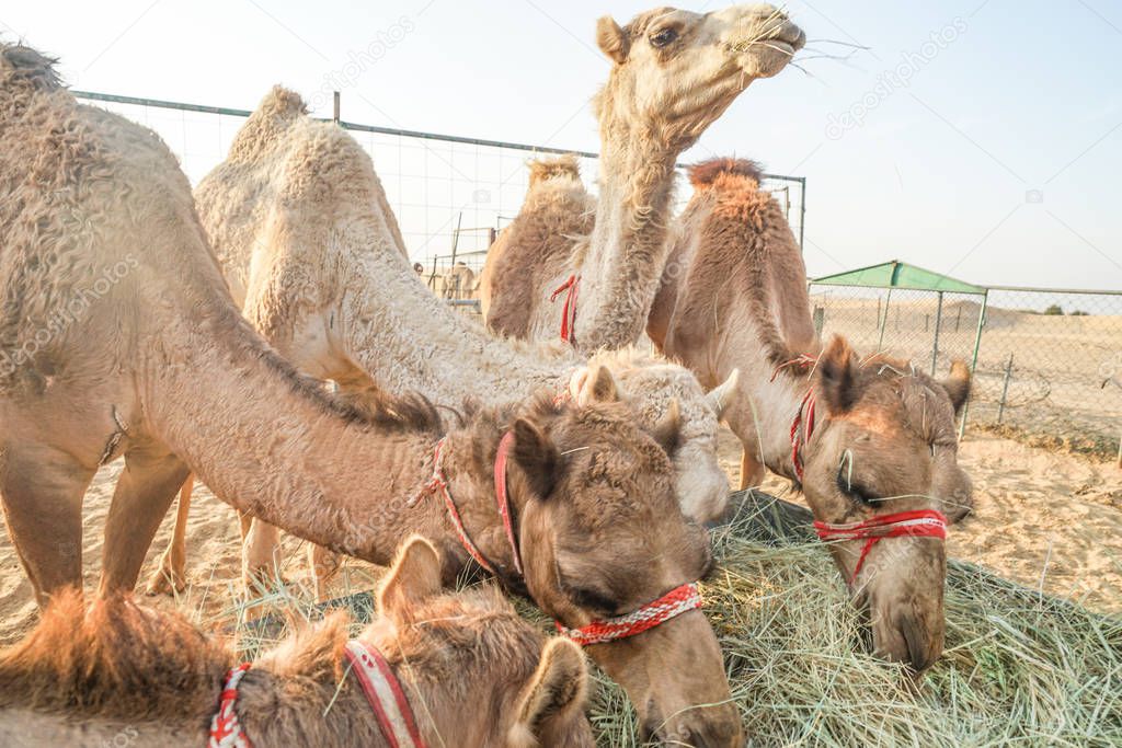 Of the Arabian desert camel (United Arab Emirates)