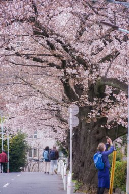 Aoyama Mezarlığı 'nın çiçeğinde kiraz ağacı