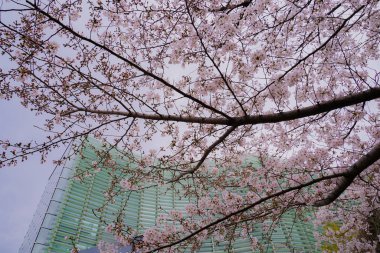 Şehir manzarası, seçici odak