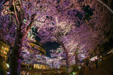 Tokyo şehir merkezindeki Hinokicho parkının kiraz çiçekleri