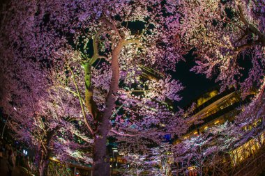 Tokyo şehir merkezindeki Hinokicho parkının kiraz çiçekleri