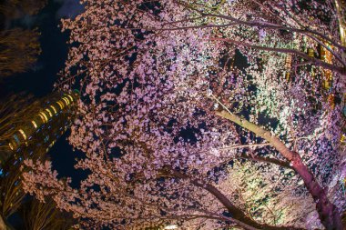 Tokyo şehir merkezindeki Hinokicho parkının kiraz çiçekleri