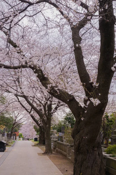 青山霊園の満開の桜 — ストック写真