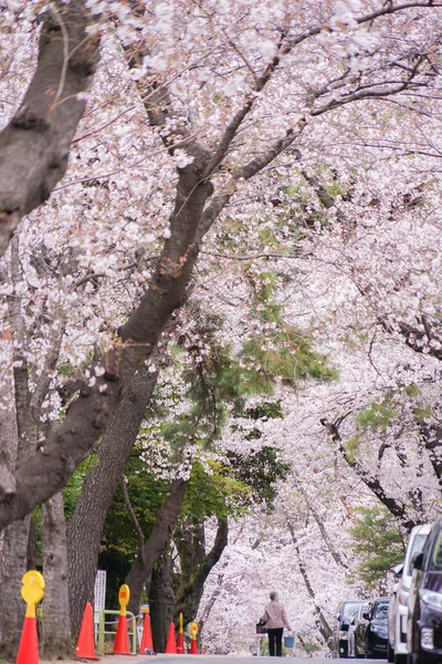 Cherry Tree Full Bloom Aoyama Cemetery — Stock Photo, Image