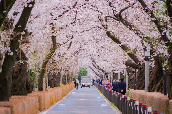 Třešeň Plném Květu Hřbitově Aoyama — Stock fotografie