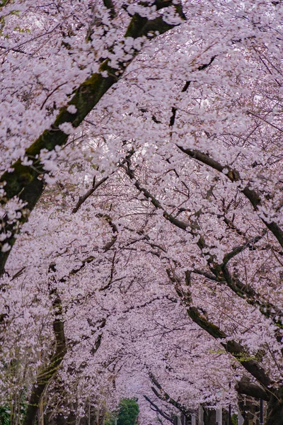 Třešeň Plném Květu Hřbitově Aoyama — Stock fotografie