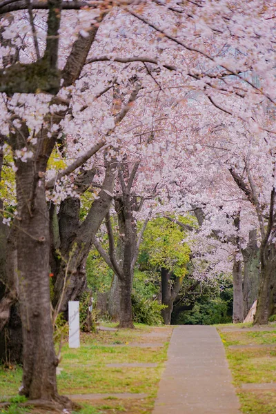 Cerejeira Plena Floração Cemitério Aoyama — Fotografia de Stock