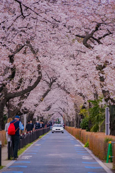 Kersenboom Volle Bloei Van Aoyama Cemetery — Stockfoto