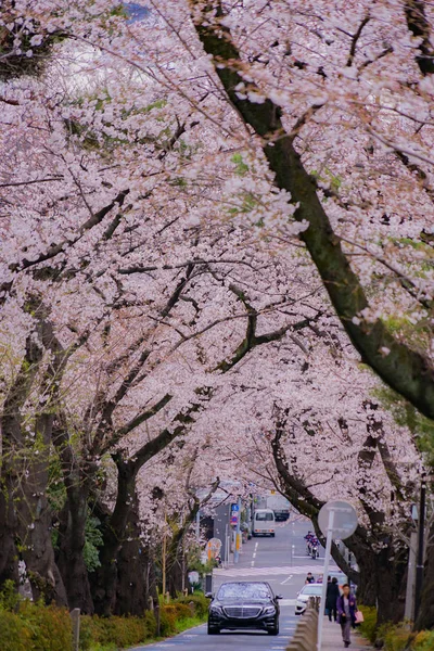 青山坟场盛开的樱桃树 — 图库照片
