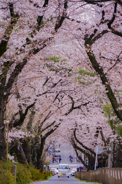 青山霊園の満開の桜 — ストック写真