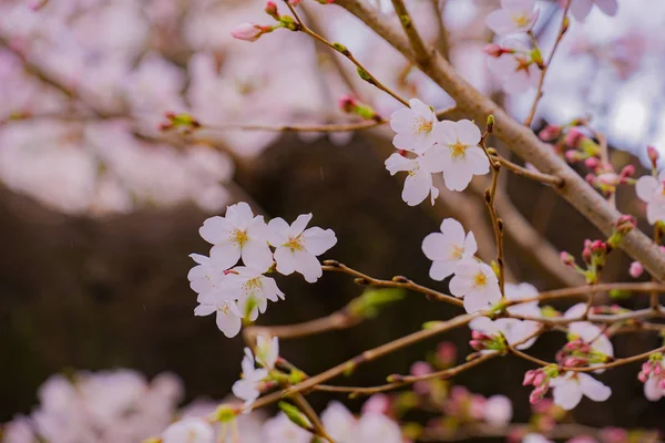 Ciliegio Piena Fioritura Del Cimitero Aoyama — Foto Stock