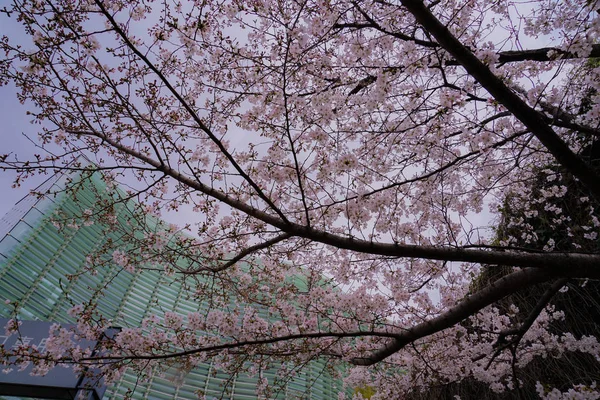 Neues Nationalmuseum Und Kirschbaum Voller Blüte — Stockfoto