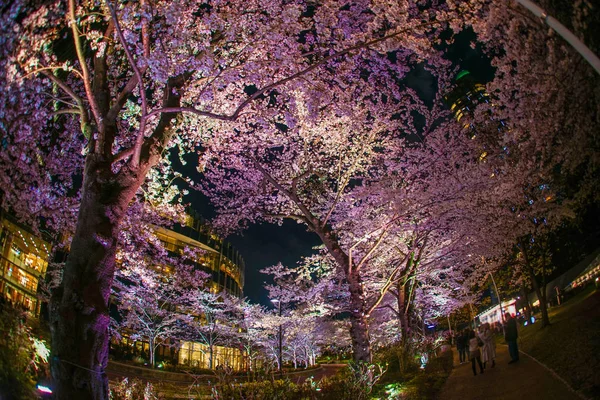 Ανθισμένες Κερασιές Στο Κέντρο Του Τόκιο Στο Πάρκο Χινοκιτσό — Φωτογραφία Αρχείου