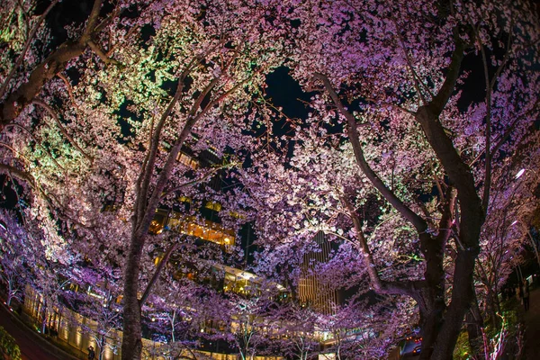 Ανθισμένες Κερασιές Στο Κέντρο Του Τόκιο Στο Πάρκο Χινοκιτσό — Φωτογραφία Αρχείου