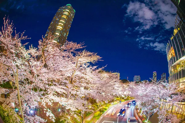 Цвітіння Сакури Токійському Парку Інокічо — стокове фото