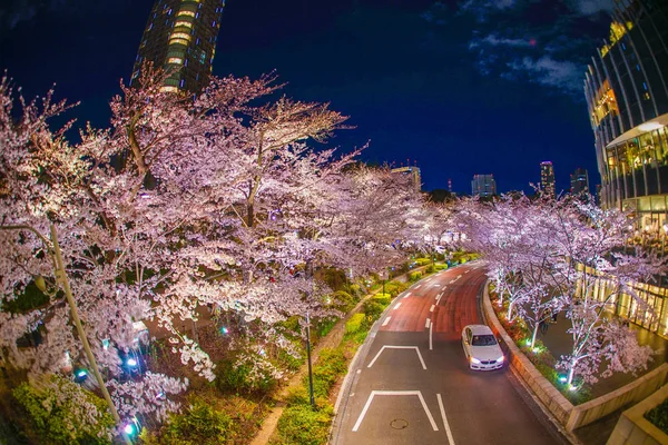 Tokyo Şehir Merkezindeki Hinokicho Parkının Kiraz Çiçekleri — Stok fotoğraf