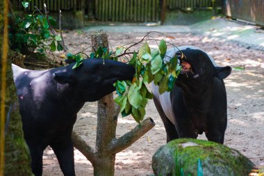 Yabani tapirlerin ot yeme görüntüsü