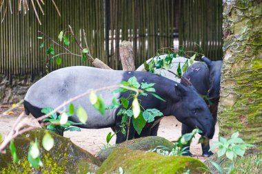 Yabani tapirlerin ot yeme görüntüsü