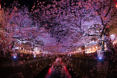 Meguro Nehri 'nin açtığı kiraz çiçekleri