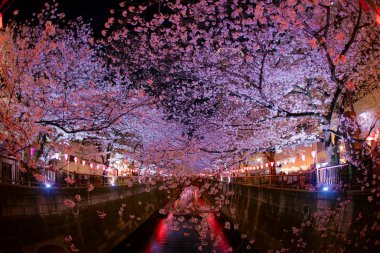 Meguro Nehri 'nin açtığı kiraz çiçekleri