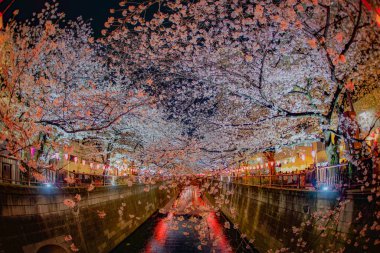 Meguro Nehri 'nin açtığı kiraz çiçekleri