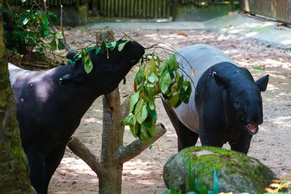 Yabani Tapirlerin Yeme Görüntüsü — Stok fotoğraf
