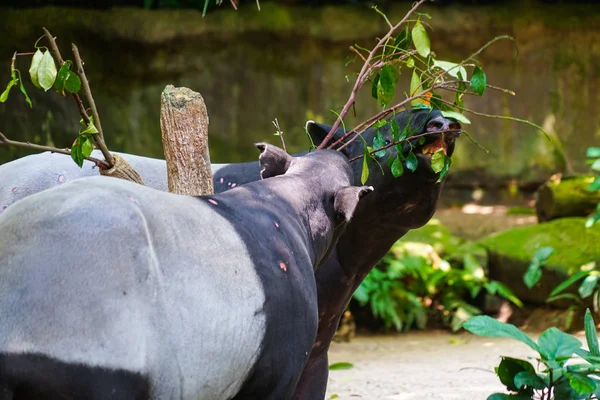 Tapir Sauvage Manger Herbe Image — Photo