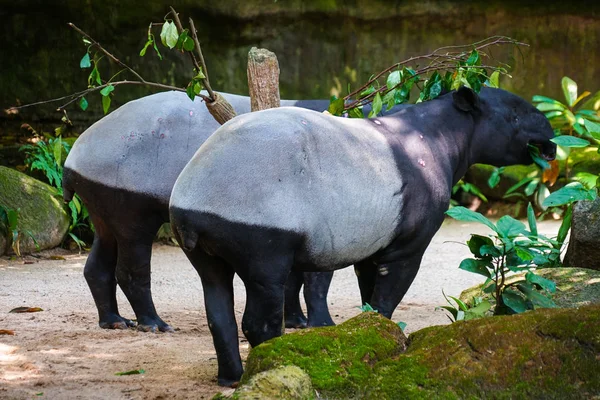 Tapir Sauvage Manger Herbe Image — Photo