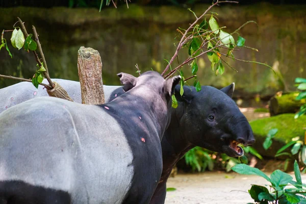 Wild Tapir Eat Grass Image — Stock Photo, Image
