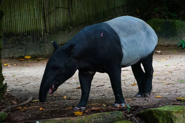 Tapir Sauvage Manger Herbe Image — Photo