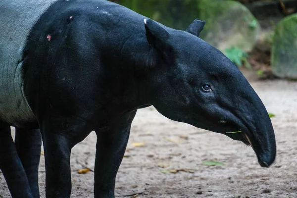 Tapir Sauvage Manger Herbe Image — Photo