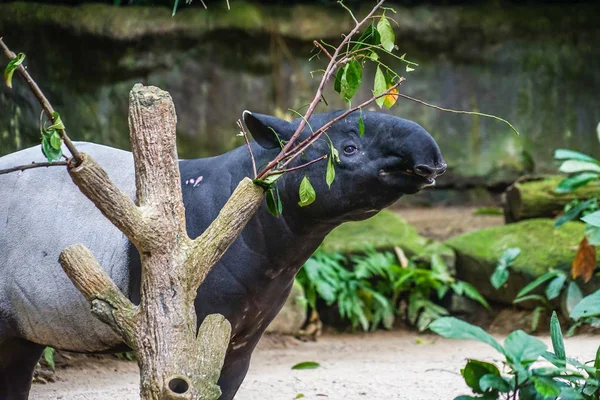 Tapir Sauvage Manger Herbe Image — Photo
