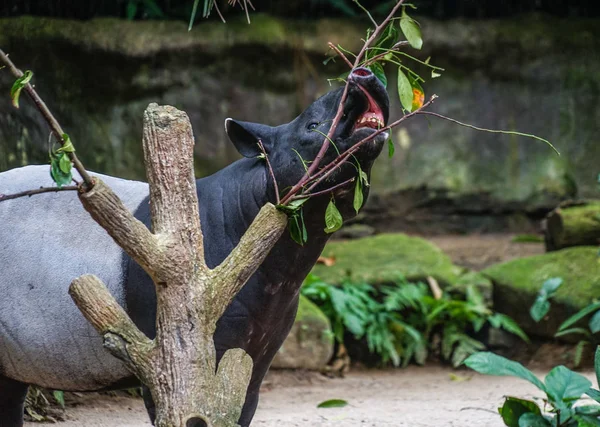 Tapiro Selvatico Mangiare Immagine Erba — Foto Stock
