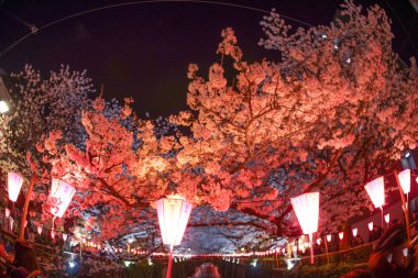 Meguro Nehri 'nin açtığı kiraz çiçekleri