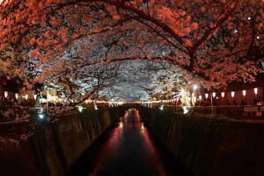 Meguro Nehri 'nin açtığı kiraz çiçekleri