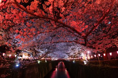 Meguro Nehri 'nin açtığı kiraz çiçekleri