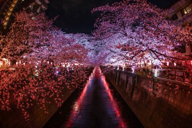 Meguro Nehri 'nin açtığı kiraz çiçekleri