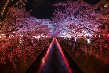 Meguro Nehri 'nin açtığı kiraz çiçekleri