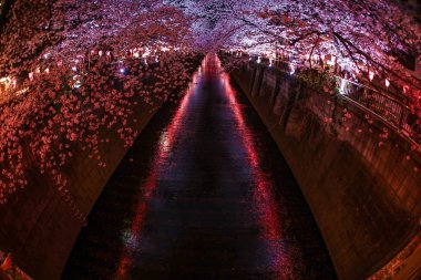 Meguro Nehri 'nin açtığı kiraz çiçekleri