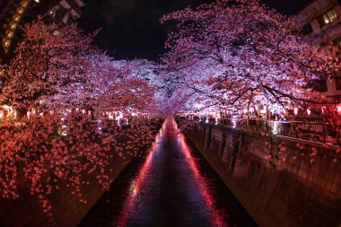 Meguro Nehri 'nin açtığı kiraz çiçekleri