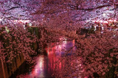 Meguro Nehri 'nin açtığı kiraz çiçekleri
