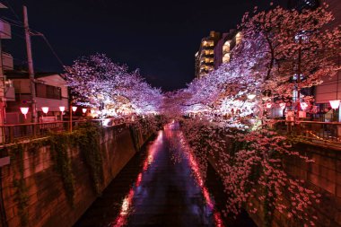 Meguro Nehri 'nin açtığı kiraz çiçekleri