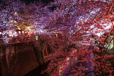 Meguro Nehri 'nin açtığı kiraz çiçekleri