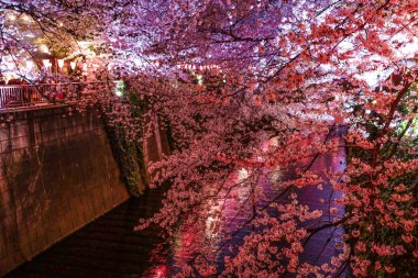 Meguro Nehri 'nin açtığı kiraz çiçekleri