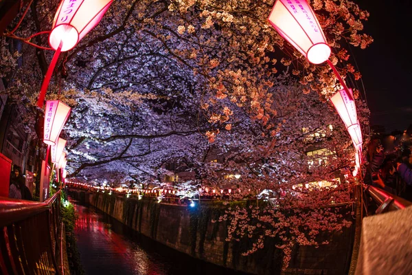 Cherry Blossoms Full Bloom Meguro River — 스톡 사진