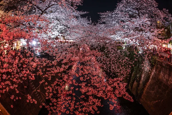 Flores Cerezo Plena Floración Del Río Meguro — Foto de Stock