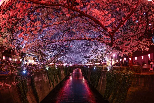 Kersenbloesems Volle Bloei Van Meguro River — Stockfoto