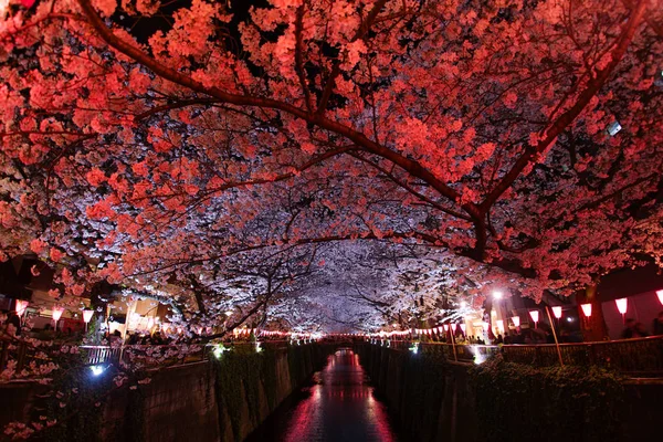 Körsbärsblommor Full Blom Meguro River — Stockfoto