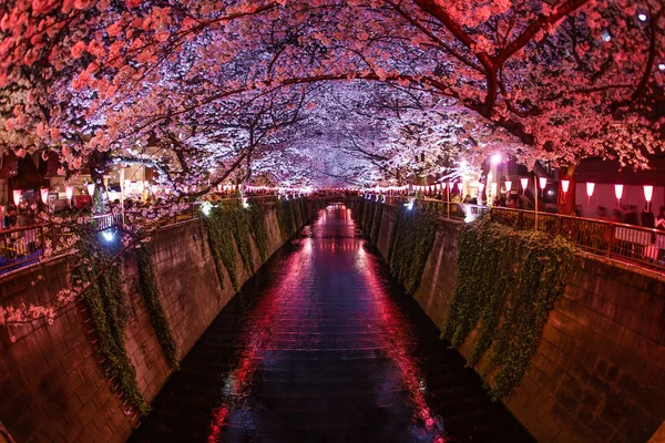 Kersenbloesems Volle Bloei Van Meguro River — Stockfoto