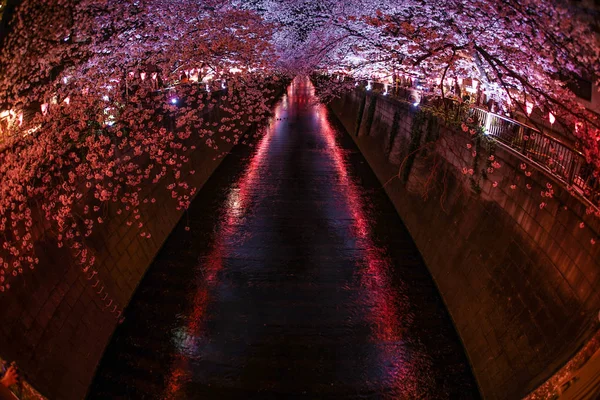 Άνθη Κερασιάς Πλήρη Άνθιση Του Ποταμού Meguro — Φωτογραφία Αρχείου